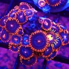 WYSIWYG Zoanthid Frag T49