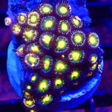 WYSIWYG Zoanthid Frag T52