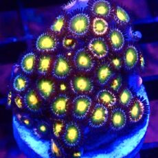 WYSIWYG Zoanthid Frag T53