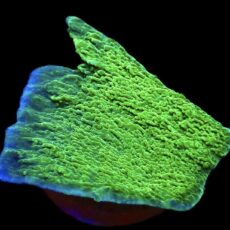 WYSIWYG 10G Purple Rim Emerald Plating Montipora Capricornis