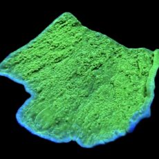 WYSIWYG 11G Purple Rim Emerald Plating Montipora Capricornis