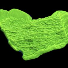 WYSIWYG 12F Toxic Lime Plating Montipora