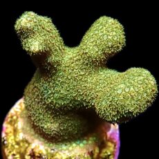 WYSIWYG 22B Finger Porites Frag