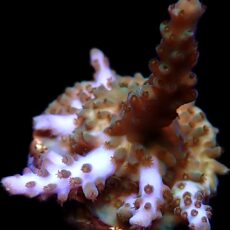 WYSIWYG 21D Acropora Frag