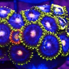 WYSIWYG Zoanthid Frag T54