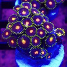 WYSIWYG Zoanthid Frag T55