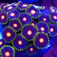 WYSIWYG Zoanthid Frag T56