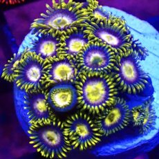 WYSIWYG Zoanthid Frag T57