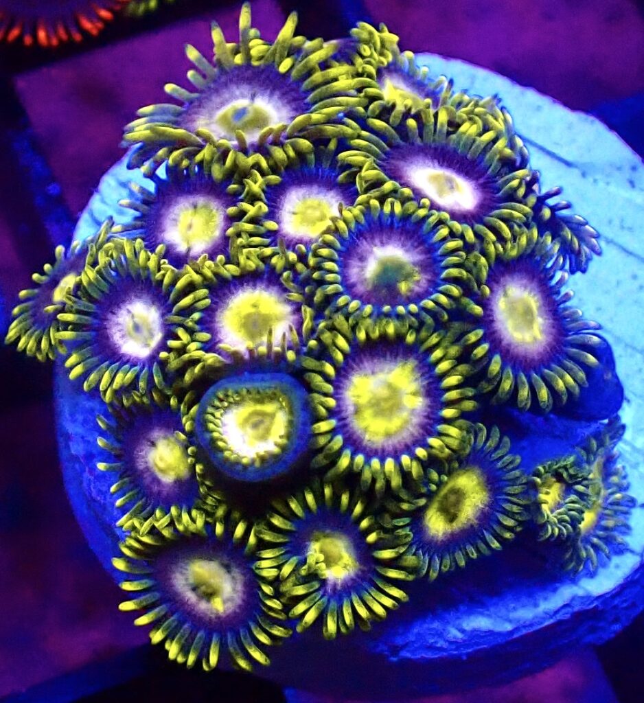 WYSIWYG Zoanthid Frag T57
