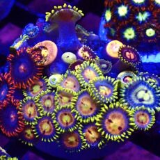 WYSIWYG Zoanthid Frag T58