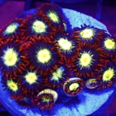 WYSIWYG Zoanthid Frag T59