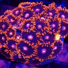 WYSIWYG Zoanthid Frag T60
