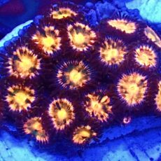 WYSIWYG Zoanthid Frag T61