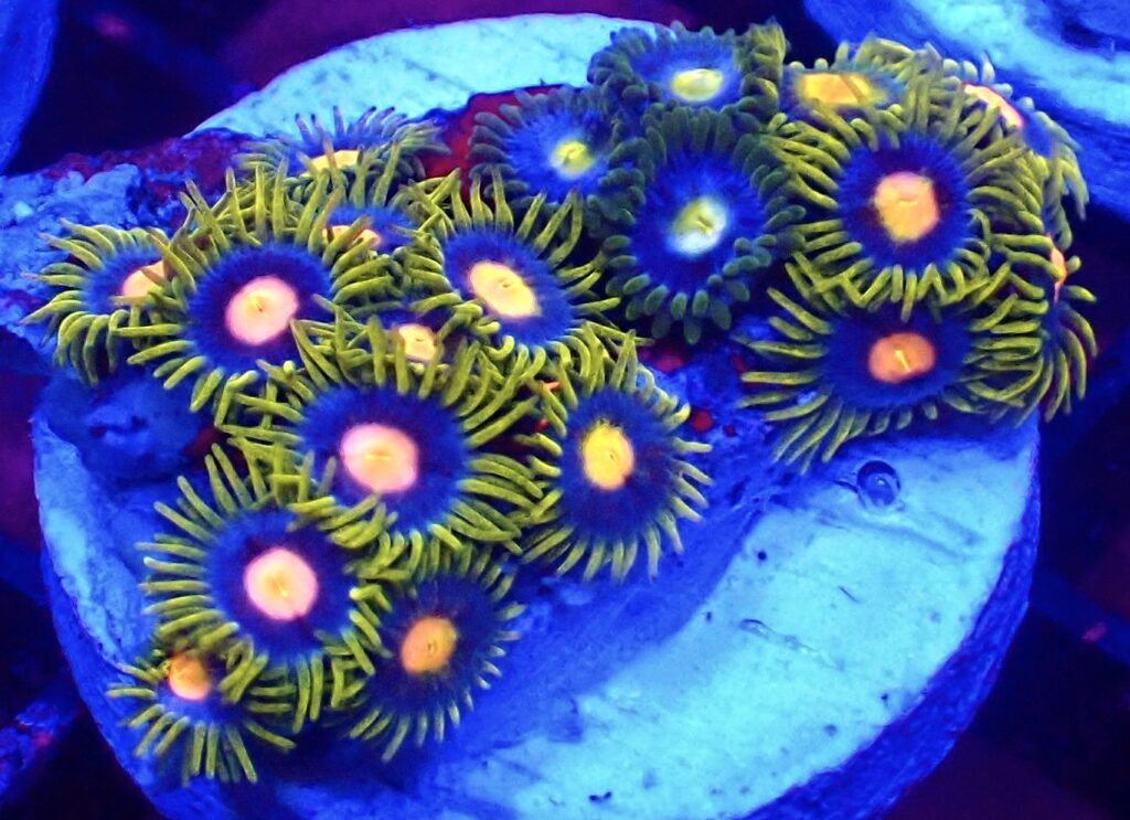 WYSIWYG Zoanthid Frag T62