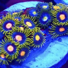 WYSIWYG Zoanthid Frag T62