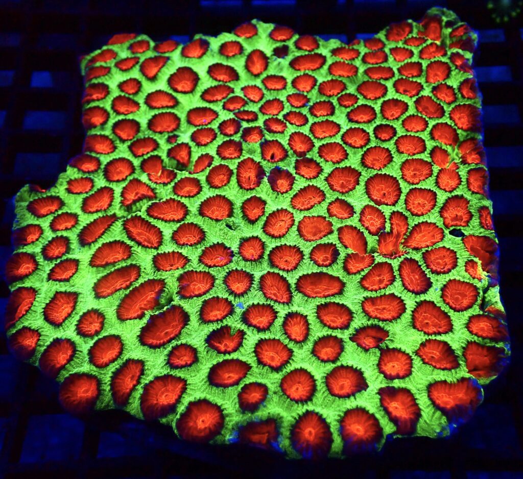 Aussie Red Eyed Favia Frag
