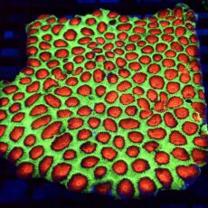 Aussie Red Eyed Favia Frag