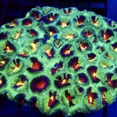 Ultra Australian Rainbow Favia Frag