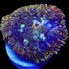 WYSIWYG N1 Rainbow Rhodactis Mushroom