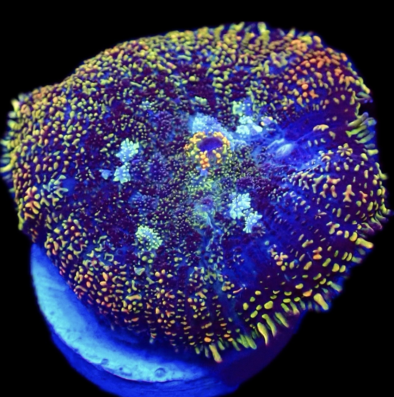 WYSIWYG N1 Rainbow Rhodactis Mushroom