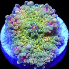 WYSIWYG N5 Rainbow Ricordea Yuma
