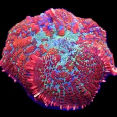 WYSIWYG N6 Ultra Rhodactis Mushroom