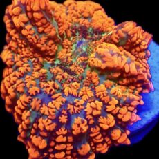 WYSIWYG N9 Ultra Rhodactis Mushroom