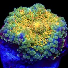 WYSIWYG N10 Rainbow Ricordea Yuma