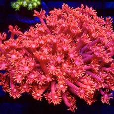 Aussie Red Goniopora Frag