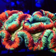 WYSIWYG Australian Master Grade Rainbow Trachyphyllia XL ( 120mm )