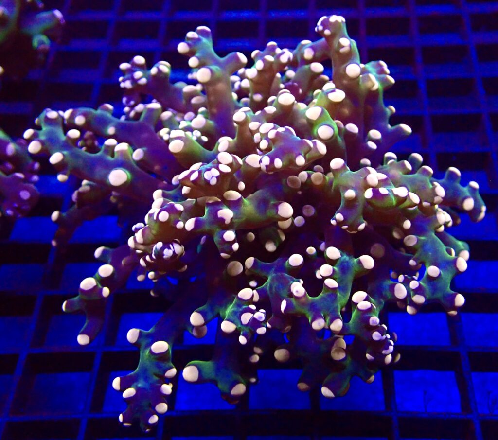 Ultra Orange Tip Emerald Frogspawn Double Head