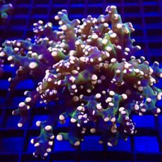 Ultra Orange Tip Emerald Frogspawn Double Head