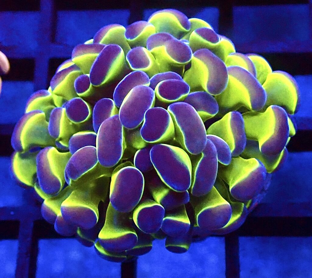 Hologram Branching Hammer