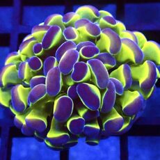 Hologram Branching Hammer
