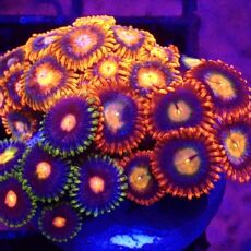 WYSIWYG Zoanthid Frag T63