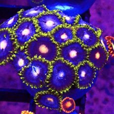 WYSIWYG Zoanthid Frag T64