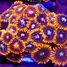 WYSIWYG Zoanthid Frag T65