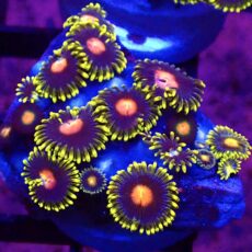WYSIWYG Zoanthid Frag T66
