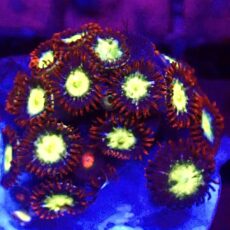 WYSIWYG Zoanthid Frag T67
