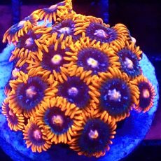 WYSIWYG Zoanthid Frag T68