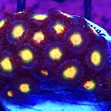 WYSIWYG Zoanthid Frag T70