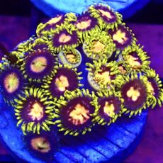 WYSIWYG Zoanthid Frag T71