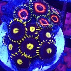 WYSIWYG Zoanthid Frag T72