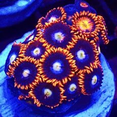 WYSIWYG Zoanthid Frag T73