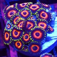 WYSIWYG Zoanthid Frag T74