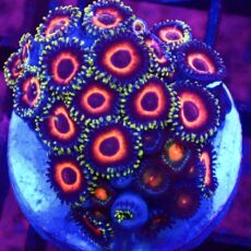 WYSIWYG Zoanthid Frag T75