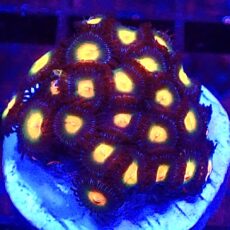 WYSIWYG Zoanthid Frag T76