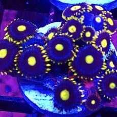 WYSIWYG Zoanthid Frag T77