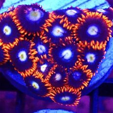 WYSIWYG Zoanthid Frag T78