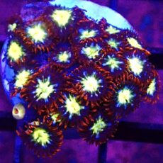WYSIWYG Zoanthid Frag T79